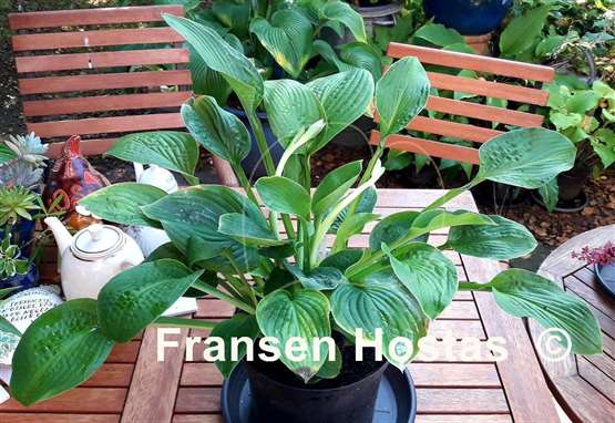 Hosta Green Pin Stripe Sister